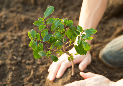 The Impact of Tree Risk Assessments on Urban Communities