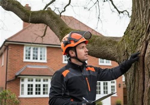 Protect Your Home with Tree Assessments & Replacement Windows
