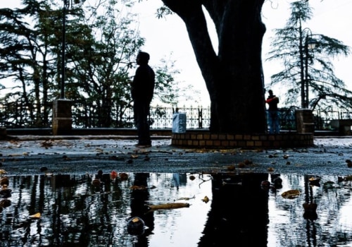 Understanding Regulations and Guidelines for Tree Risk Assessments