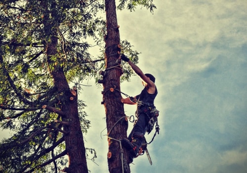 Tree Risk Assessment in Maysville, WV: Protecting Properties Through Proactive Tree Care