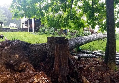 Understanding Tree Risk Assessment: Importance and Process