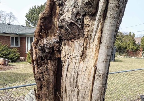 Understanding Tree Risk Assessment: When Is Removal Necessary?