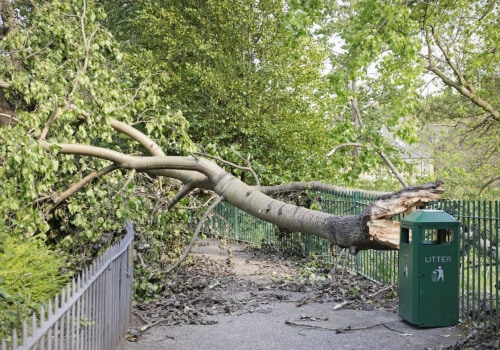 The Importance of Tree Risk Assessment for Safety and Sustainability