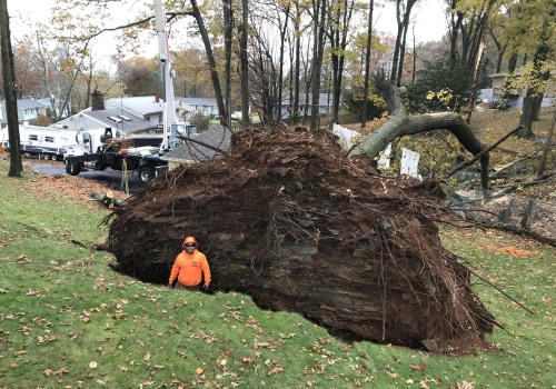 Understanding the Impact of Weather on Tree Risk Assessment