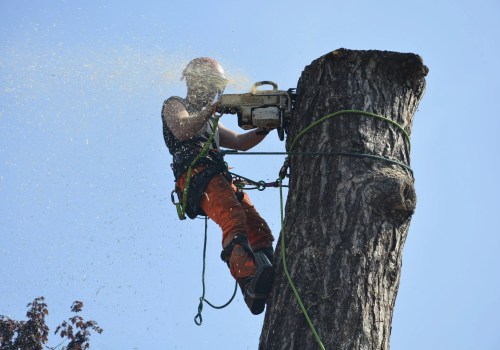 The Hidden Dangers of Skipping Tree Risk Assessments