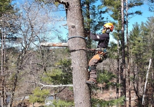 Understanding Tree Risk Assessment: Identifying and Mitigating Potential Risks Associated with Trees