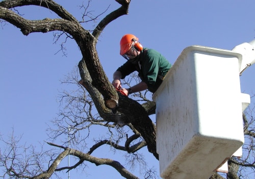 Identifying Tree Risks: A Homeowner's Guide to Tree Risk Assessment