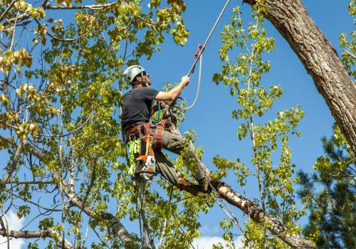 Essential Qualifications and Training for Conducting Tree Risk Assessments