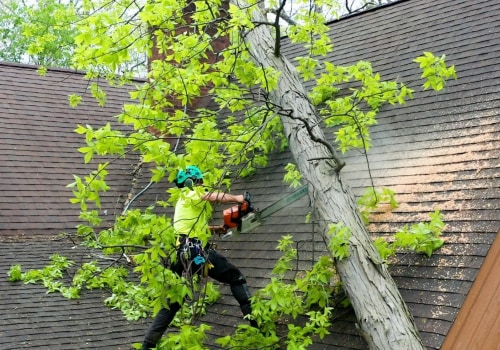 Preparing Your Property for Severe Weather: The Importance of Tree Risk Assessment
