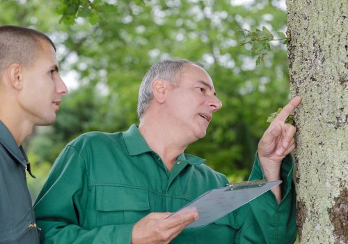 Understanding the Arborist's Role in Tree Risk Assessments