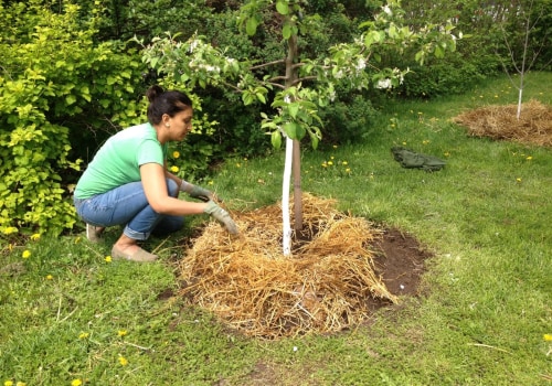 Essential Practices for Ensuring Safe and Healthy Trees on Your Property