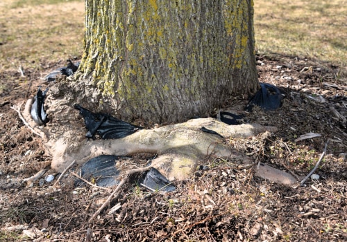 Understanding the Frequency of Tree Risk Assessments for Safety and Health